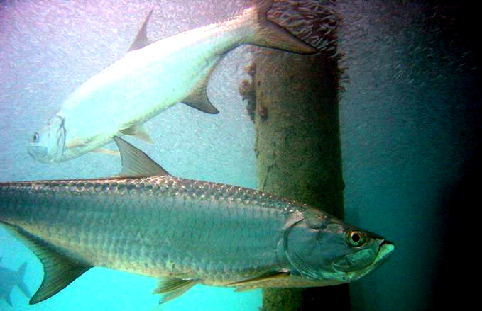 The Tarpon